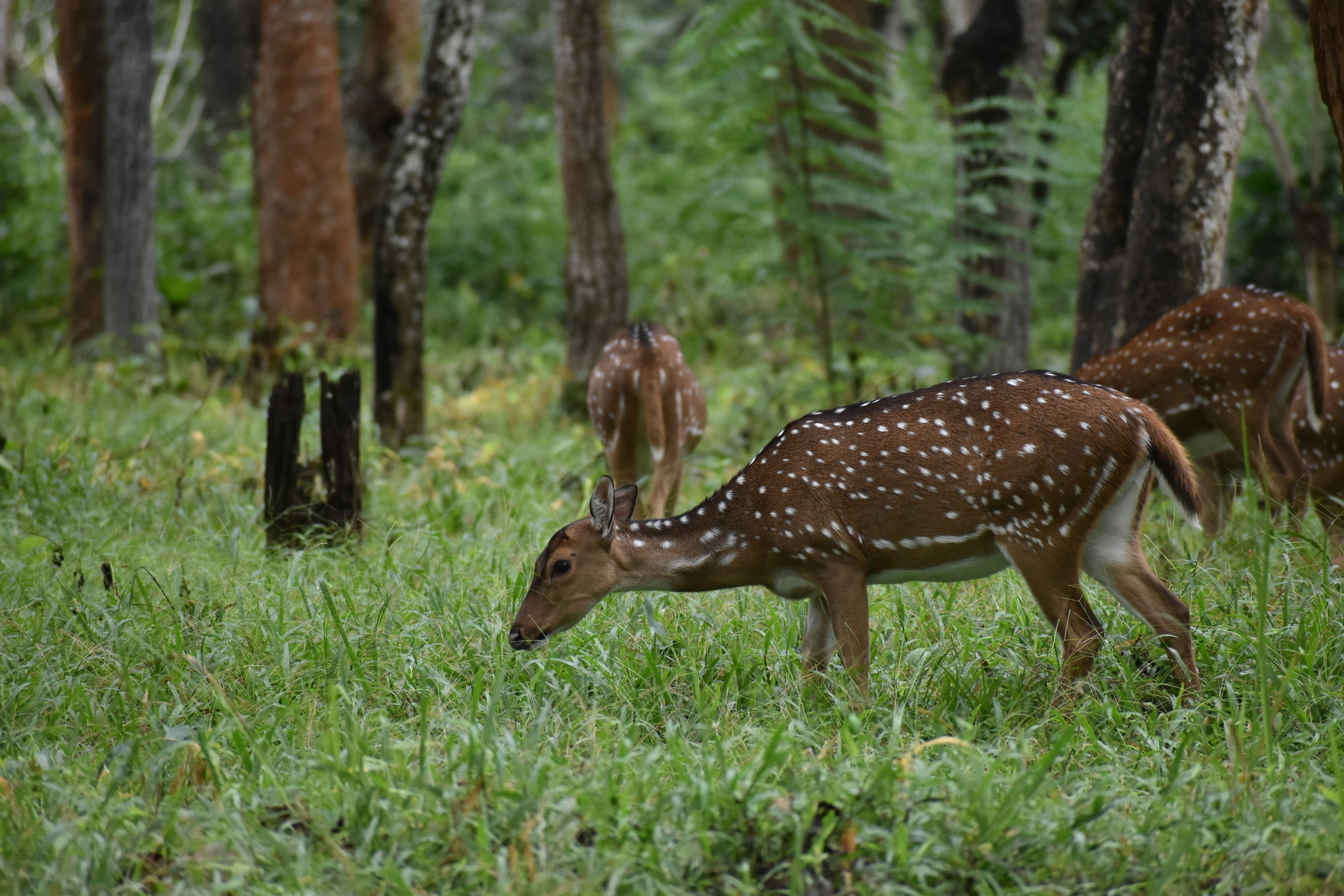 Deer