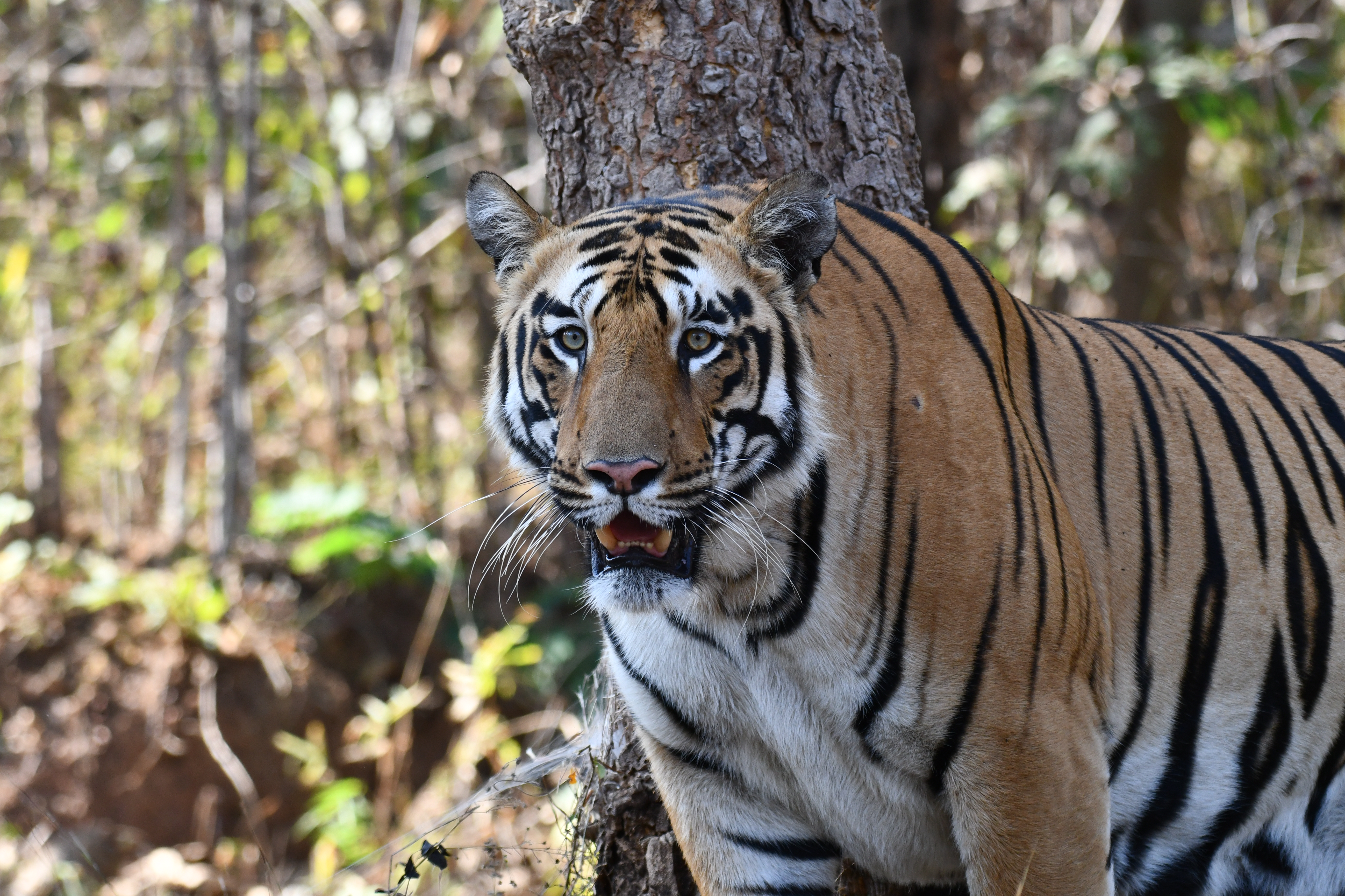 Wildlife Image 1