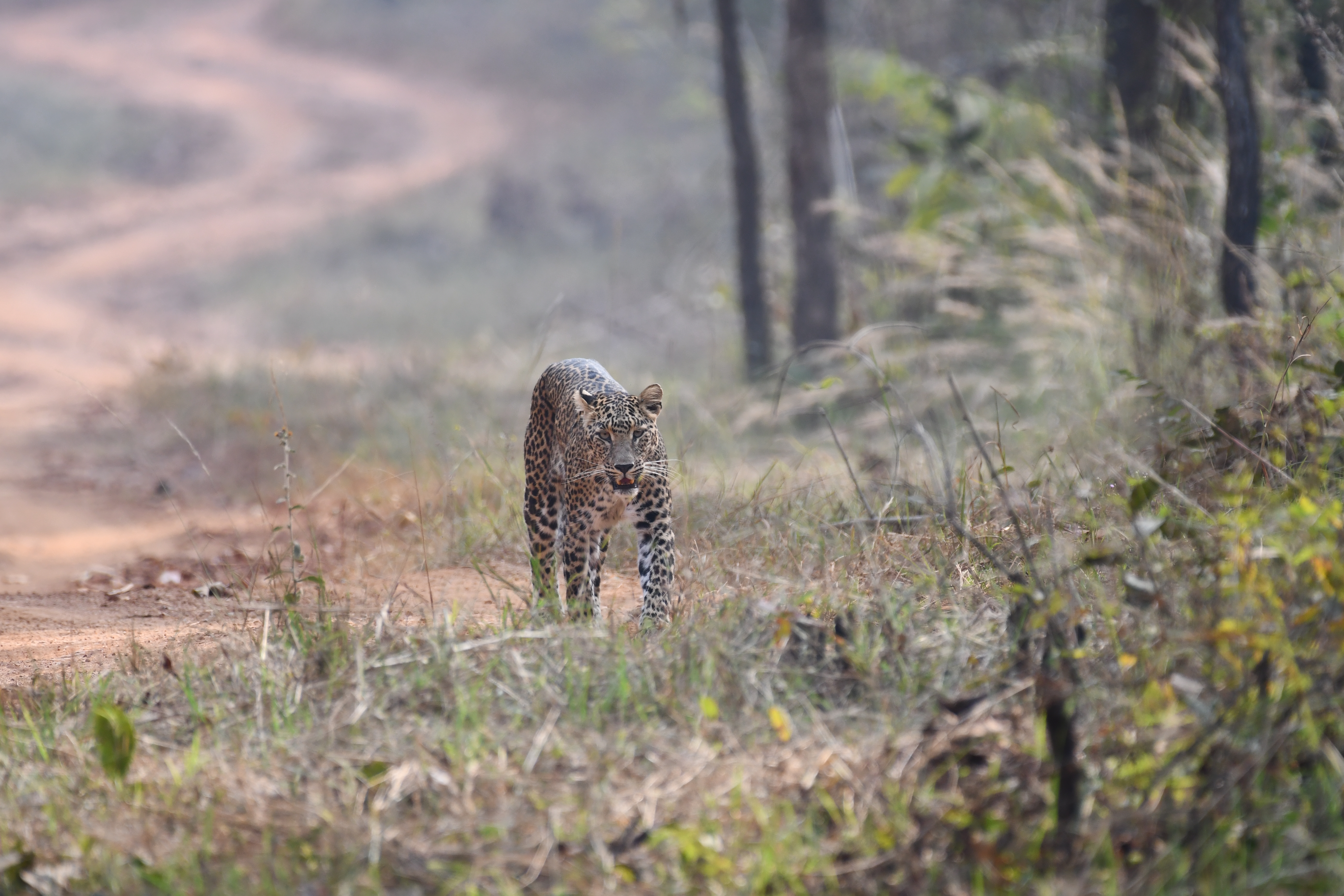 Wildlife Image 5