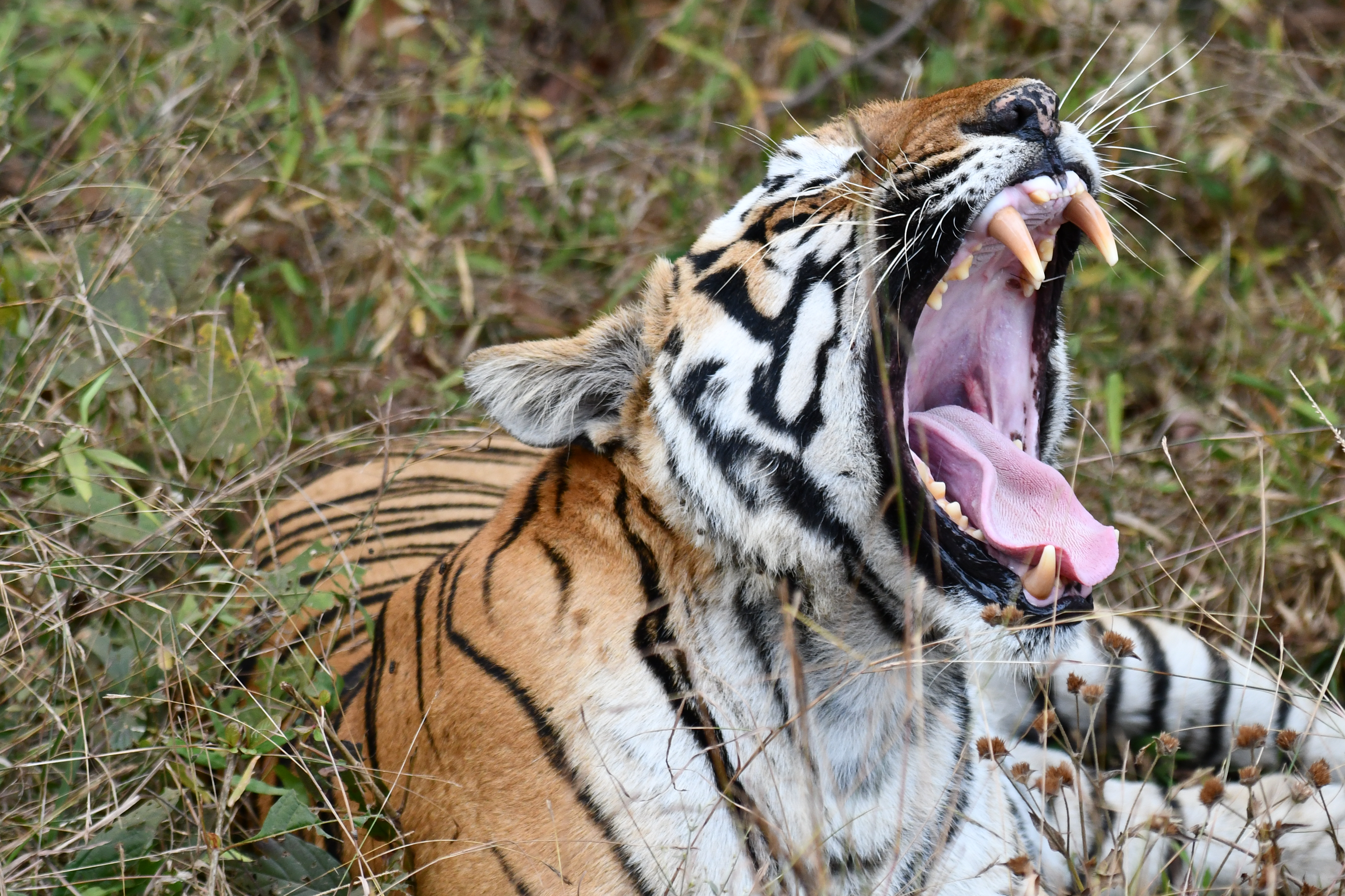 Wildlife Image 6