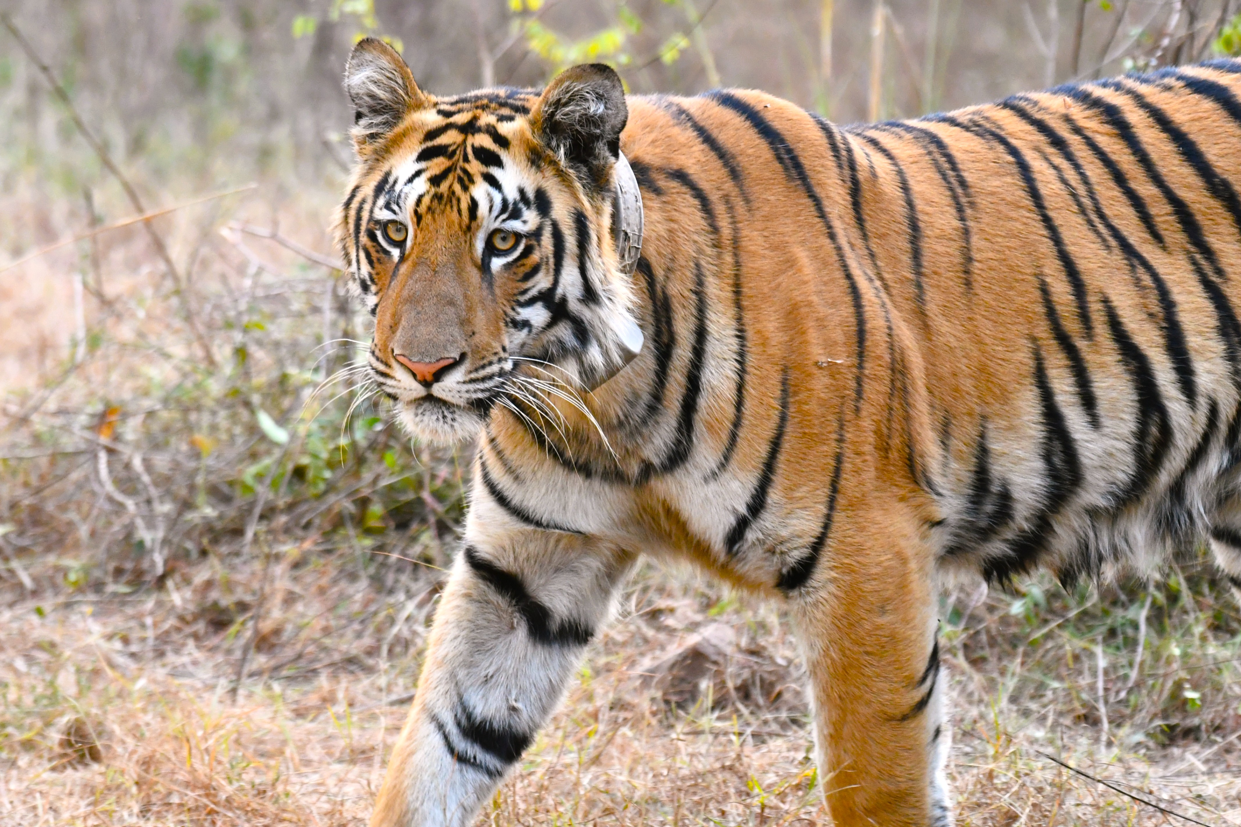 Wildlife Image 7
